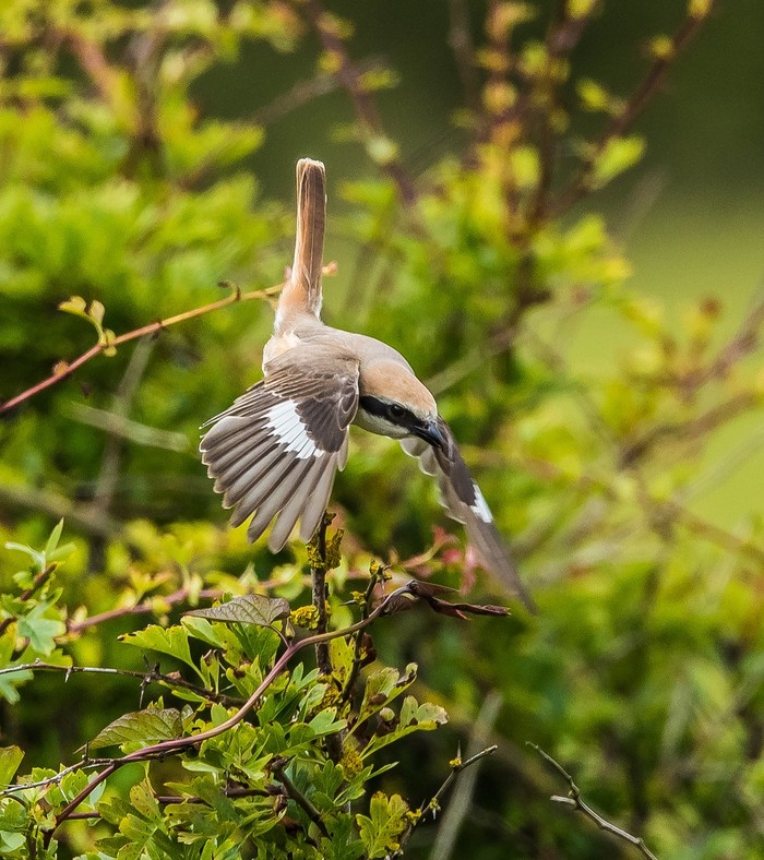 Turkestan Shrike