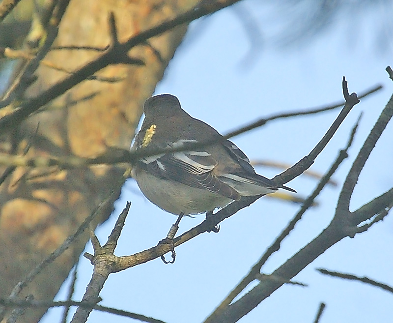 Collared Flycatcher