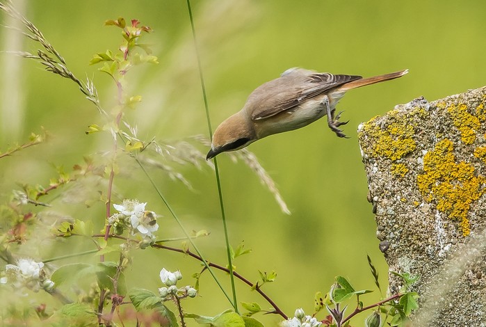 Turkestan Shrike