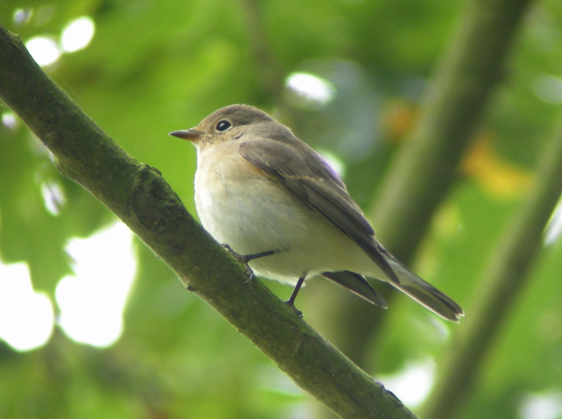 Red-breasted Flycatcher