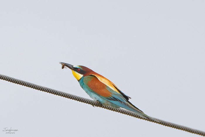 Bee-eater