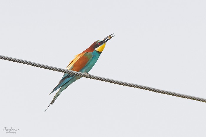 Bee-eater
