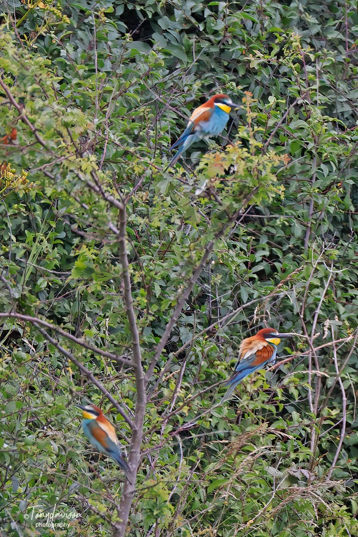 Bee-eater