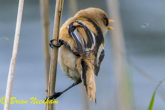 Bearded Tit