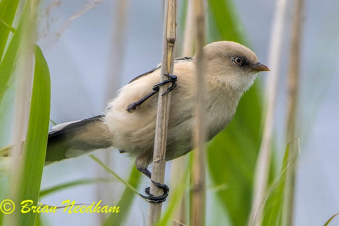 Bearded Tit