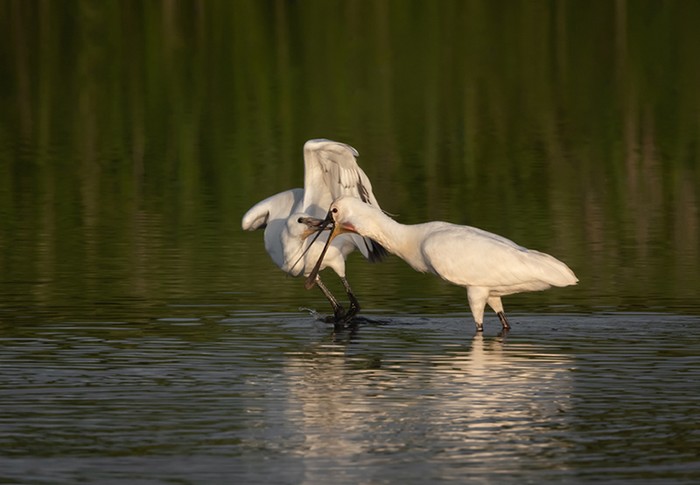 Spoonbill