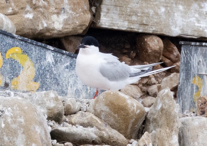 Roseate Tern