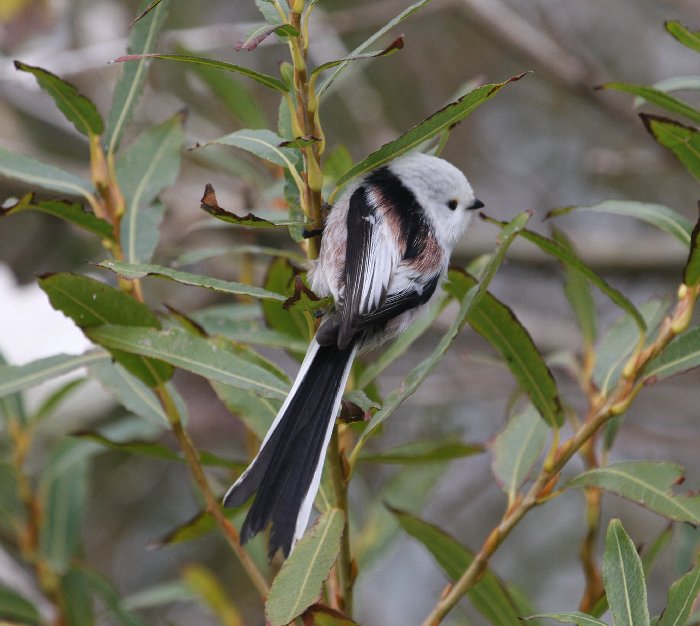 Northern Long-tailed Tit