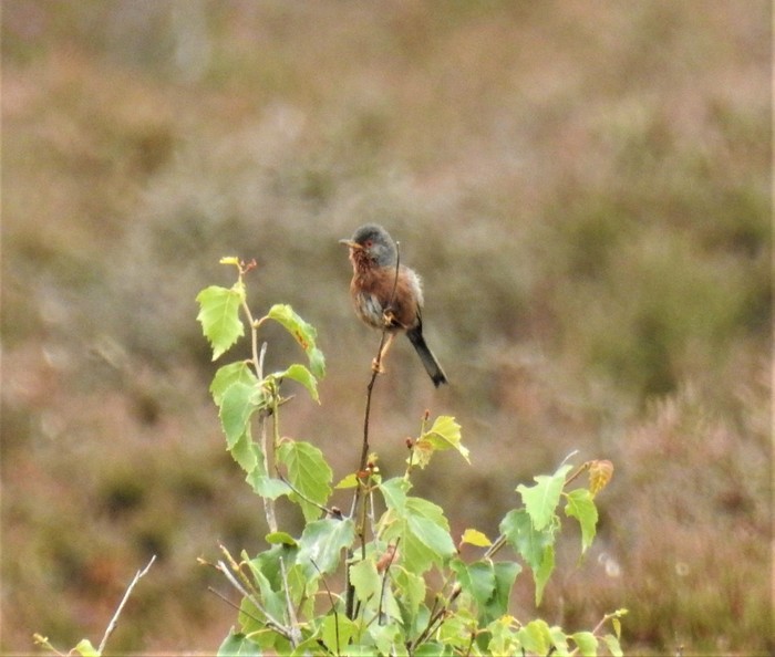 Dartford Warbler