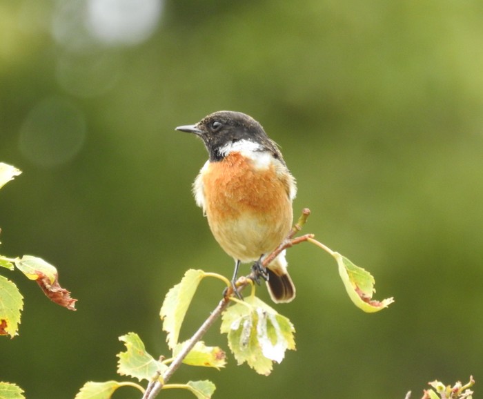 Stonechat
