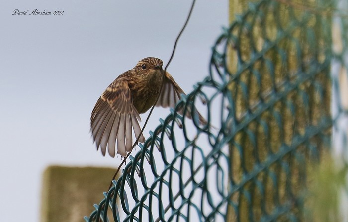 Stonechat 