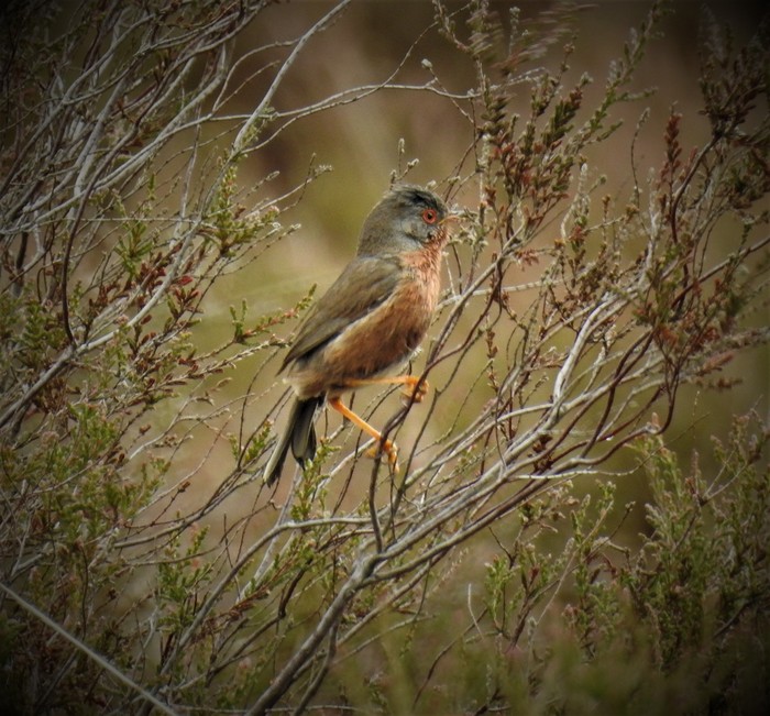 Dartford Warbler