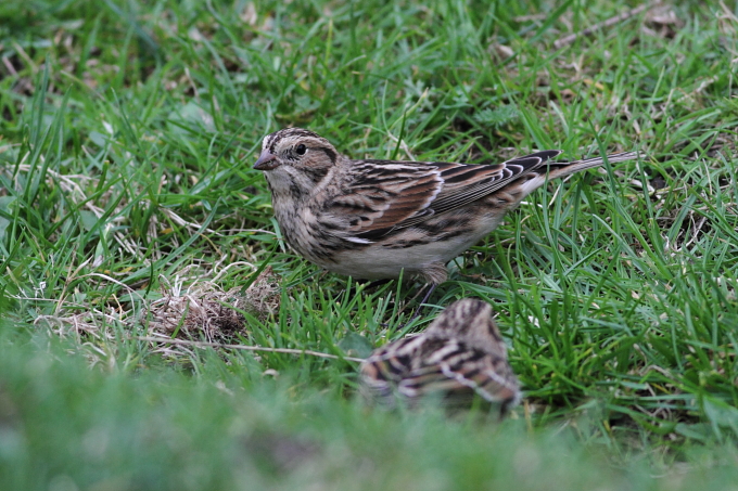 Lapland Bunting