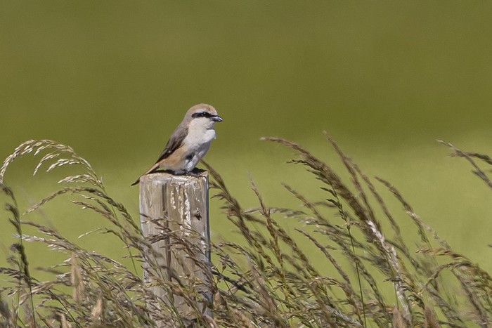 Turkestan Shrike