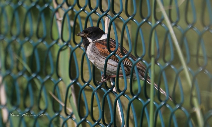 Reed Bunting 