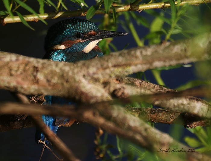 Kingfisher 