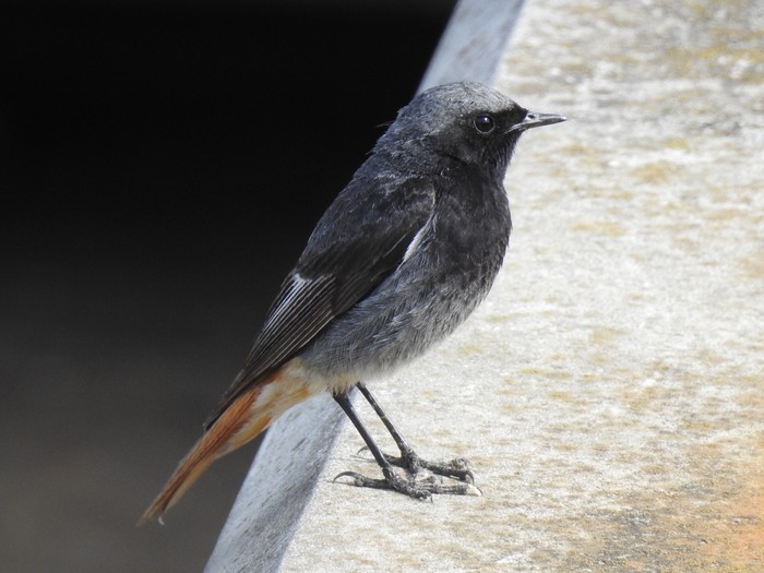 Black Redstart