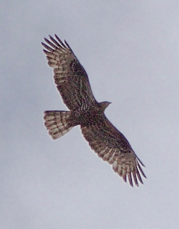 Honey Buzzard