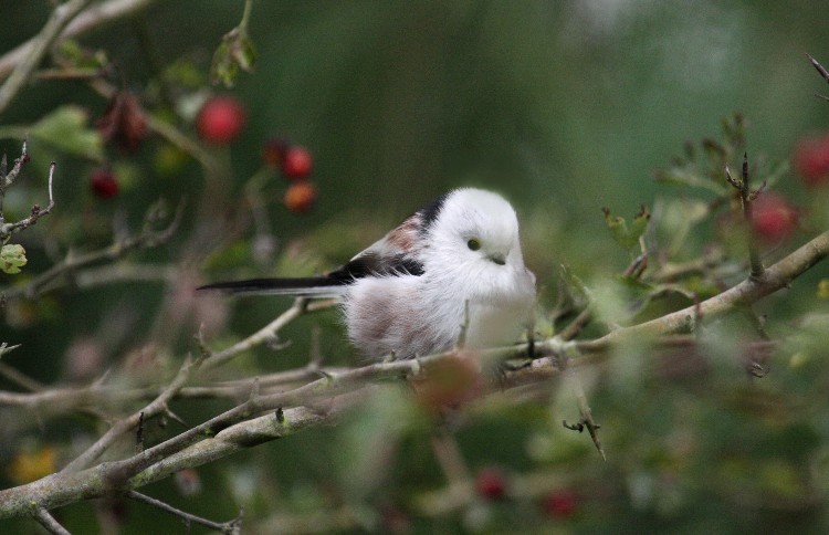 Long-tailed Tit