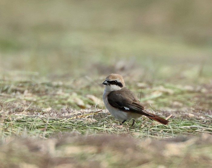 Turkestan Shrike