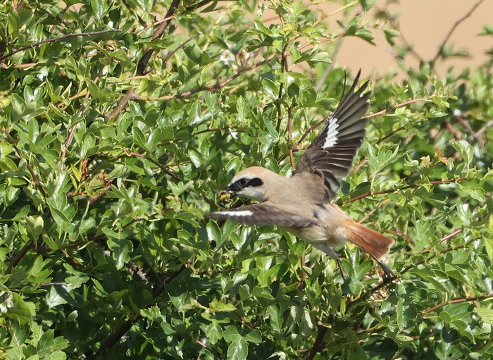 Turkestan Shrike