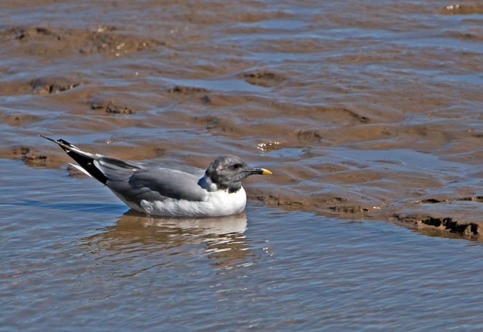Sabine's Gull