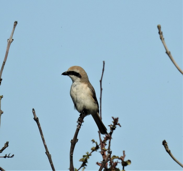 Turkestan Shrike