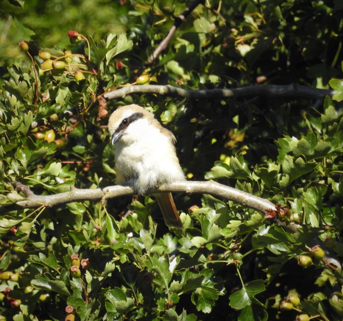Turkestan Shrike
