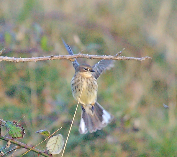 Myrtle Warbler