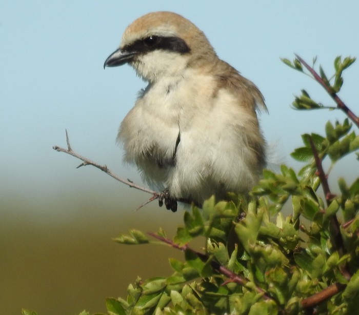 Turkestan Shrike