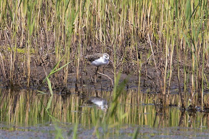 Black-winged Stilt