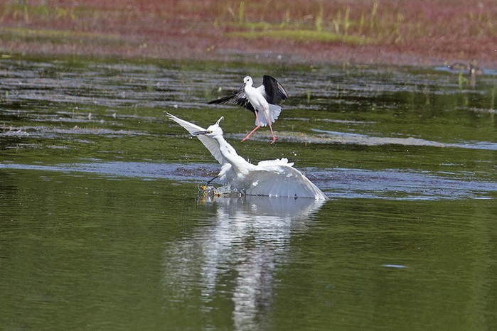 Black-winged Stilt