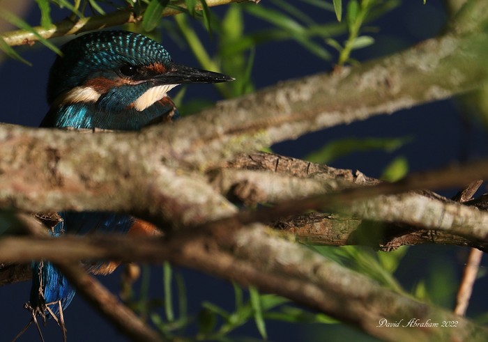 Kingfisher 