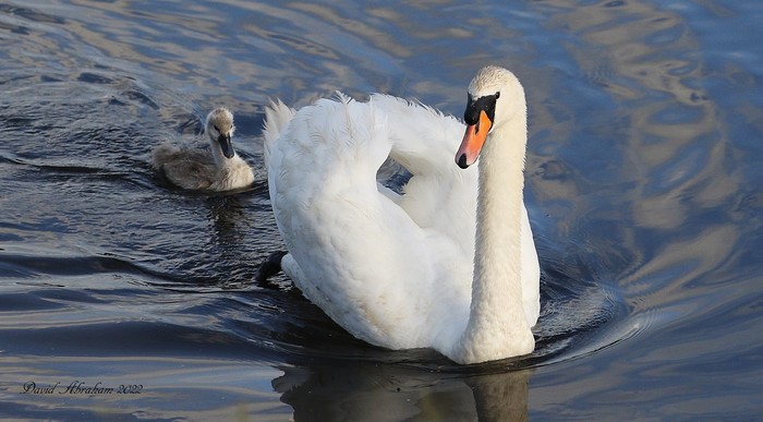 Mute Swan 