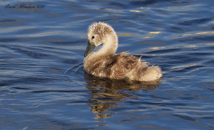 Mute Swan