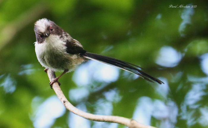 Long-tailed Tit