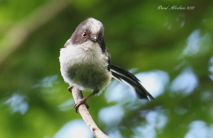 Long-tailed Tit