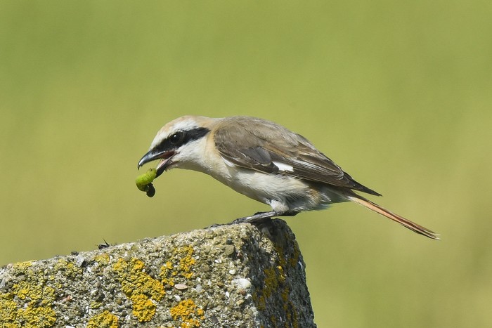 Turkestan Shrike