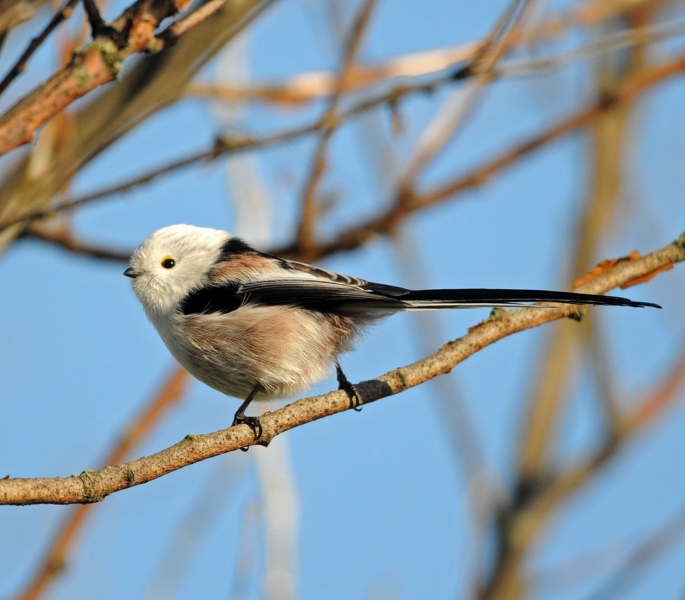 Northern Long-tailed Tit