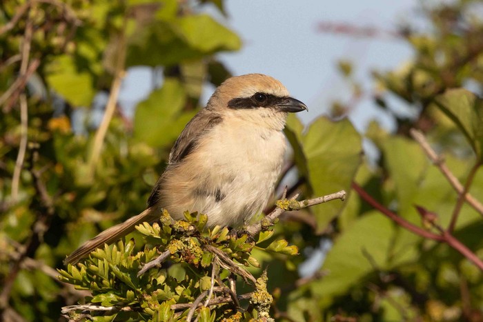 Turkestan Shrike