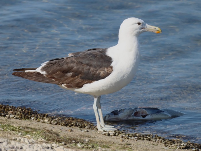 Cape Gull