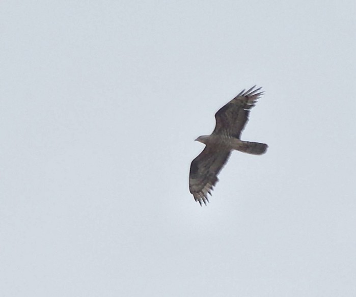 Honey Buzzard