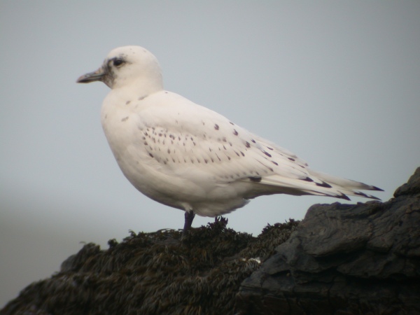 Ivory Gull