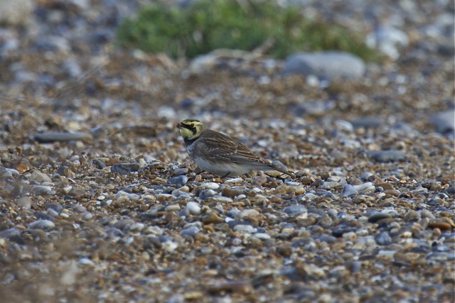 Shorelark