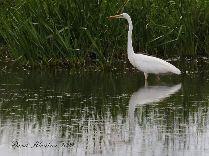 Great White Egret