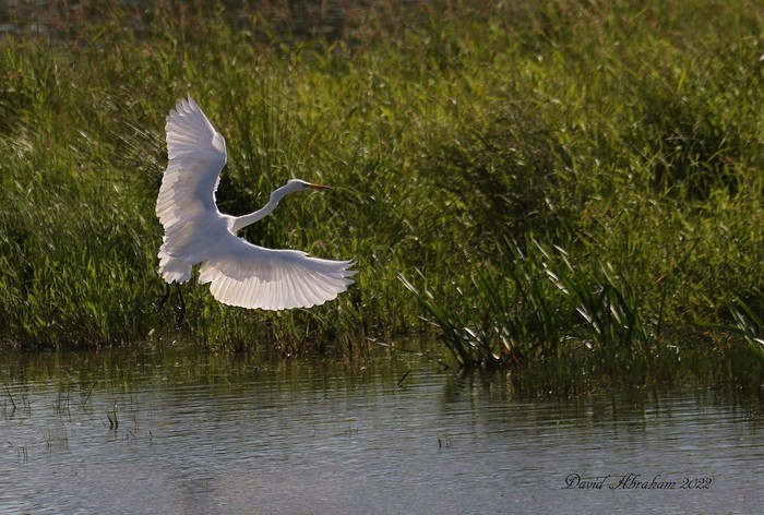 Great White Egret 