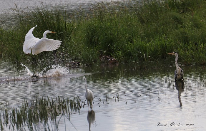 Great White Egret 