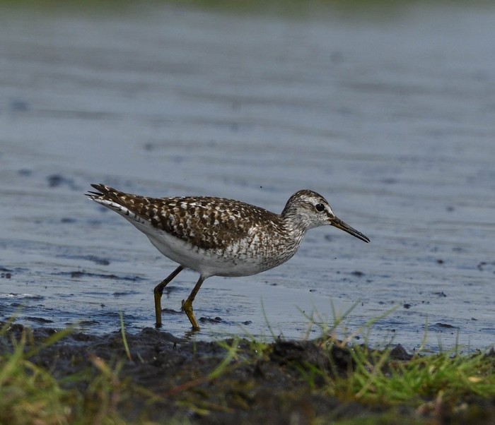 Wood Sandpiper