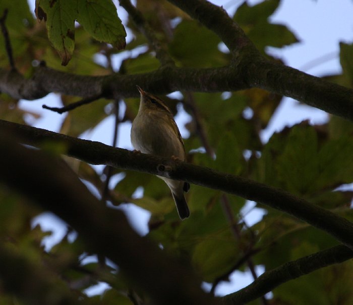 Yellow-browed Warbler