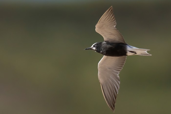 American Black Tern